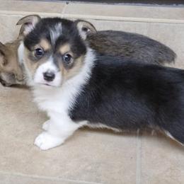 Pembroke Welsh Corgis from Natasha Bradford's Pembroke Welsh Corgis