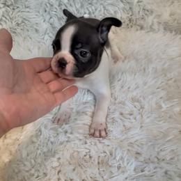 Girl 5 - Black and white female Boston Terrier puppy in Eight Mile, Alabama from Bishop's Bostons