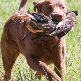 "Ruger" Chesapeake Bay Retriever All Grown Up from Shiloh Ridge Retrievers