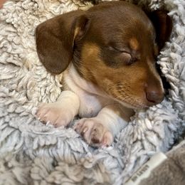Dachshund Puppies from JK Kennel