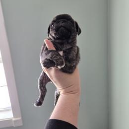 Mesquite - Brindle male Pug puppy in Auburn, Kentucky from Prentice Family Pugs