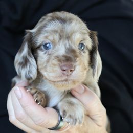 Freckles - Dapple male Dachshund puppy in Prunedale, California from Tiny Teckels Miniature Dachshunds