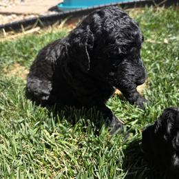 Poodle Puppies from shelby ealey