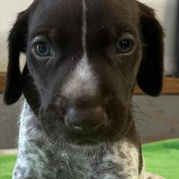 Boy 2 - White and liver male German Shorthaired Pointer puppy in Beaverdam, Virginia from Harts Hill Kennel