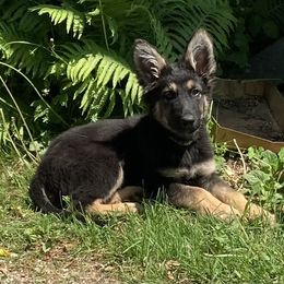 German Shepherd and White Shepherd Puppies from Scenic Creek German Shepherds