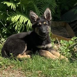 German Shepherd and White Shepherd Puppies from Scenic Creek German Shepherds