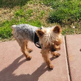 Chew - Yorkshire Terrier