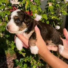 Redwood - Red phantom male Aussiedoodle puppy in Rock Hill, South Carolina from LolliPop Farms