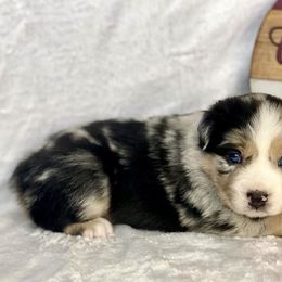 Blue Merle Male - Blue merle Miniature Australian Shepherd puppy in Cusick, Washington from Dry Ridge Miniature Australian Shepherds