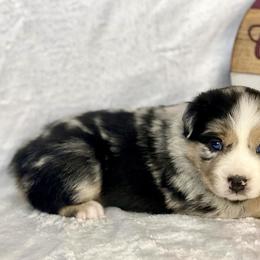 Blue Merle Male - Blue merle Miniature Australian Shepherd puppy in Cusick, Washington from Dry Ridge Miniature Australian Shepherds