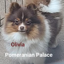 Olivia - Pomeranian