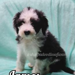 James - Black and white male Sheepadoodle puppy in Iowa Falls, Iowa from Sheepadoodles of Iowa