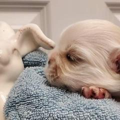 Tibetan Spaniel Puppies from Jewel Acres