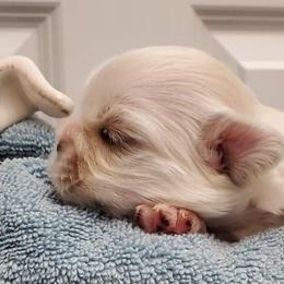 Tibetan Spaniel Puppies from Jewel Acres