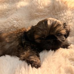 Nutmeg - Brindle male Shih Tzu puppy in Peoria, Arizona from Jodi’s Shihtzus
