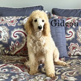 Gideon - Poodle puppy from BRosie IX Standard Poodles