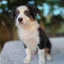 Snickers - Black tri-color male Australian Shepherd puppy in Summerville, South Carolina from Flowertown Aussies