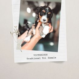Victorious - Tri-color female Bernedoodle puppy in Jackson, Missouri from Pincksten Family Doodles