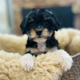 Ellie - female Havapoo puppy in Natural Bridge, Virginia from Rockbridge Puppies