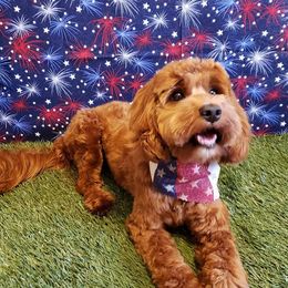 Ruby - Australian Labradoodle