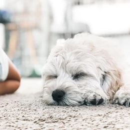 Australian Labradoodle Puppies from Tiny Treasures Australian Labradoodles