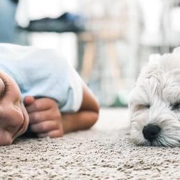 Australian Labradoodle Puppies from Tiny Treasures Australian Labradoodles