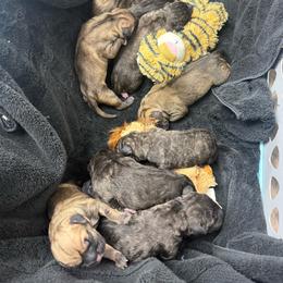 3 - Fawn female Perro de Presa Canario puppy in Houston, Texas from Space City Presas