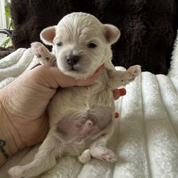 Brown collar - Apricot male Maltipoo puppy in Fredericktown, Missouri from Doodle Pups Fur-Ever