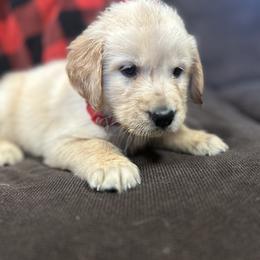 Golden Retriever and Labrador Retriever Puppies from Storm Chasers Retrievers