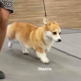 Pembroke Welsh Corgi Puppies from Cattal Corgis