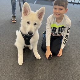 Berger Blanc Suisse Puppies from Nasha Comanda White Swiss Shepherds