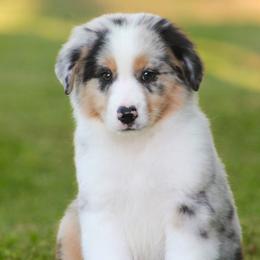 Walter - Blue merle male Miniature American Shepherd puppy in Palacios, Texas from Coastal’s Miniature American Shepherds