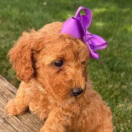 Gigi (Purple Bow) - Red  female Goldendoodle puppy in Germantown, Maryland from Honey Blossom Doodles