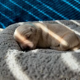 Boy 5 - Lock light blue collar - Golden male Golden Retriever puppy in Amherst, Virginia from Clearvu Kennels