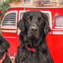 Angus - Flat-Coated Retriever