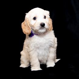 Goldendoodle Puppies from 757 Doodles