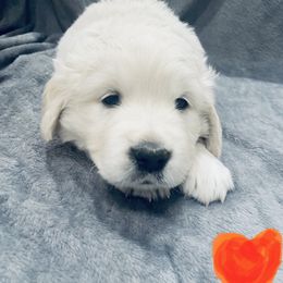 Golden Retriever Puppies from Valiant Goldens