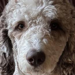 Lola - Bernedoodle