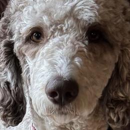 Lola - Bernedoodle