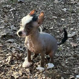 Babbet - Slate female Chinese Crested puppy in Henderson, Kentucky from Western Kentucky Chihuahua’s and Chinese Crested’s