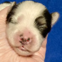 Maltipoo, Morkie, and Yorkipoo Puppies from Danza Bolo