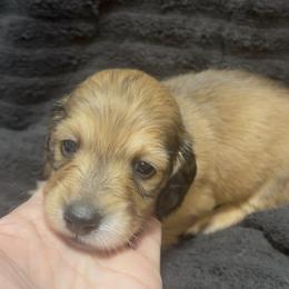 Boy 1 DO NOT FILL OUT APP UNLESS SERIOUS - Cream male Dachshund puppy in Wisconsin from Sabe and Shabe’s Doxies