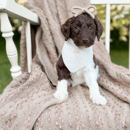 Cocoa - Parti female Goldendoodle puppy in Ooltewah, Tennessee from Allison Family Doodles