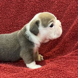 Bulldog and Chihuahua Puppies from Chrinchen