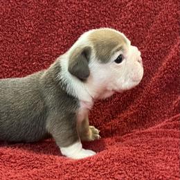 Bulldog and Chihuahua Puppies from Chrinchen