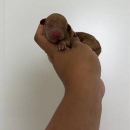 Royal - Red  female Poodle puppy in Miami, Florida from Poodles 4 Life