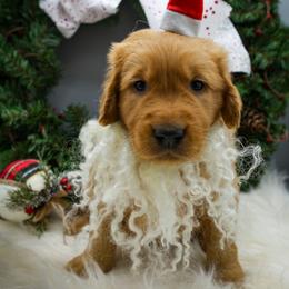Golden Retriever Puppies from Webb's Wold Kennels