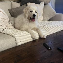 Great Pyrenees Puppies from Outlaw Acres Farm & Kennels