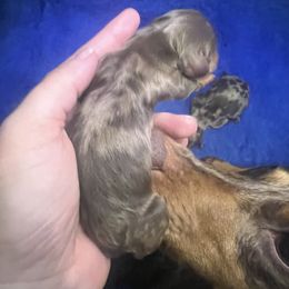 Dachshund Puppies from Royal T minature dachshund