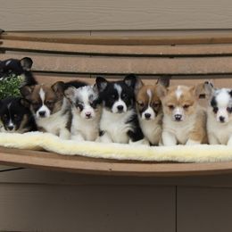 American Corgi and Pembroke Welsh Corgi Puppies from Abundant Joy Corgis